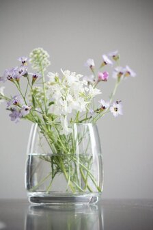 osje wilde bloemen nadat de plantbare slinger smile uitgekomen is