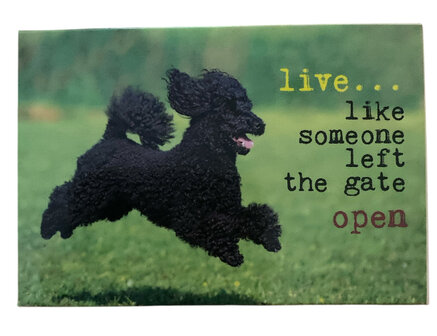 Magneet &quot;Live Like Someone Left the Gate Open&quot; met afbeelding van een zwarte poedel